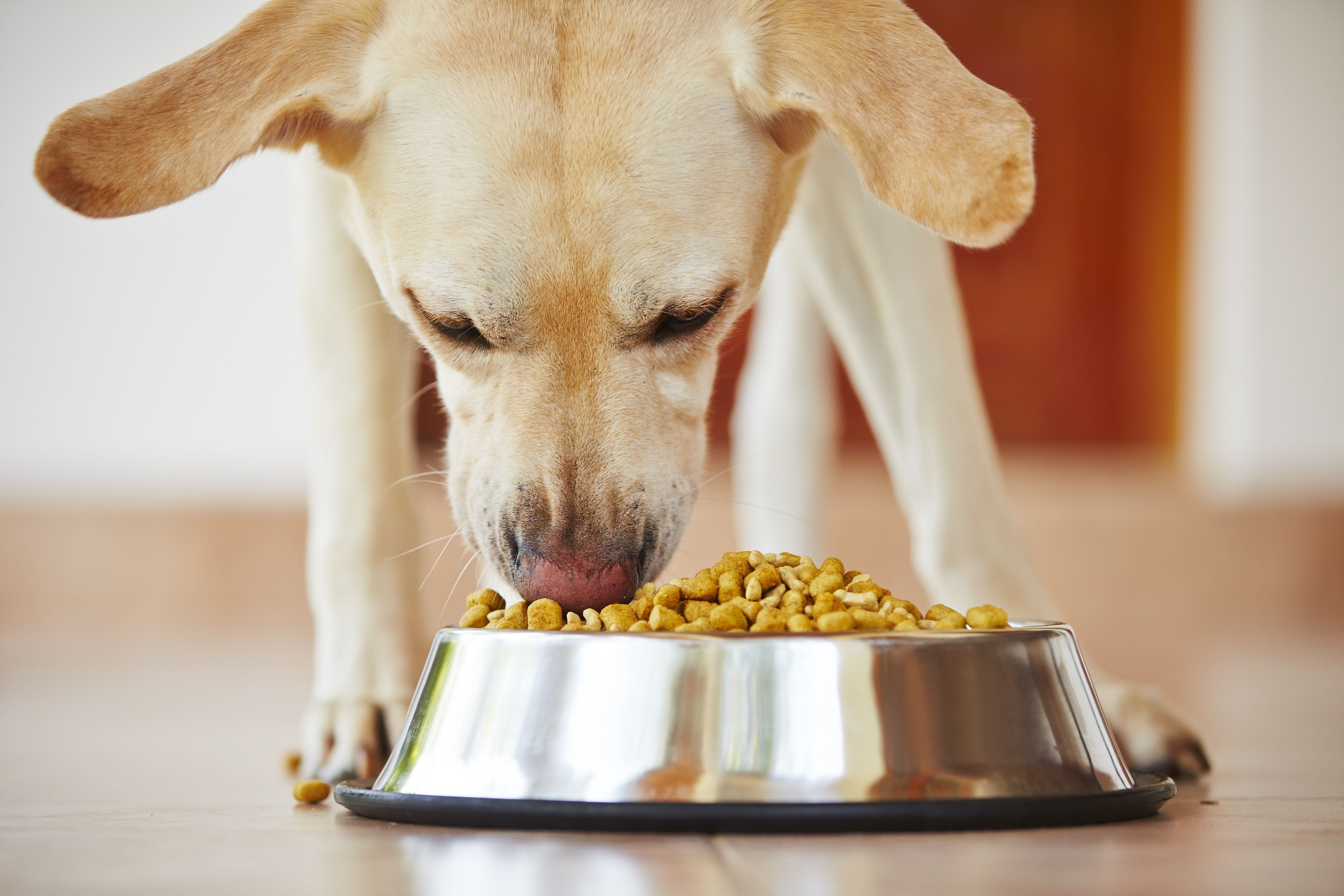 Dog eating dog food | AllAboutLean.com